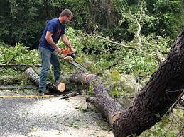 Best Tree Trimming and Pruning  in Marienville, PA