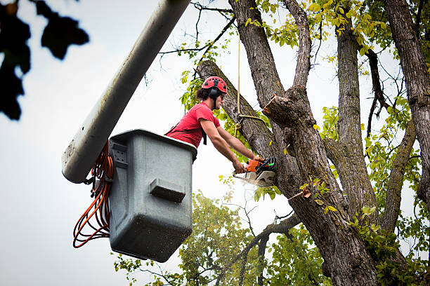 Best Tree Mulching  in Marienville, PA