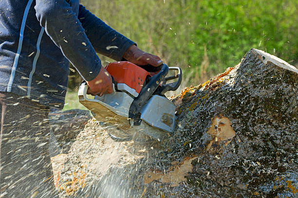 Professional Tree Care  in Marienville, PA